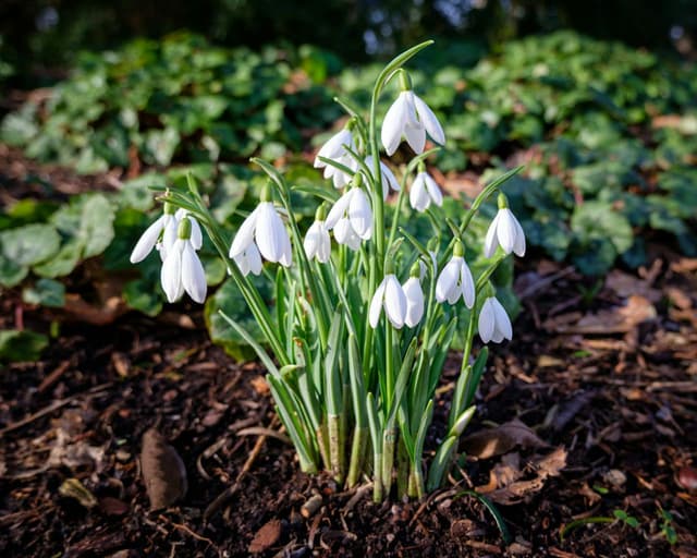 Waterperry Snowdrops Walk